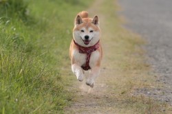 はしる１